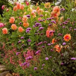 Dahlia 'Ace Summer Sunset' -Garden Bloomy Shop x600 21093