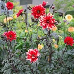 Dahlia 'Bishop Of Llandaff' -Garden Bloomy Shop x600 21097