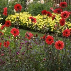 Dahlia 'Bishop Of Llandaff' -Garden Bloomy Shop x600 21099