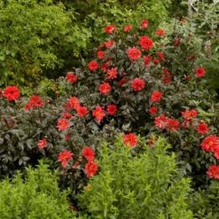 Dahlia 'Bishop Of Llandaff' -Garden Bloomy Shop x600 21100