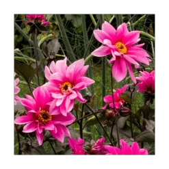Dahlia 'Fascination' -Garden Bloomy Shop x600 21104