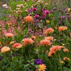 Dahlia 'Karma Corona' -Garden Bloomy Shop x600 21110