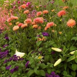 Dahlia 'Karma Corona' -Garden Bloomy Shop x600 21111