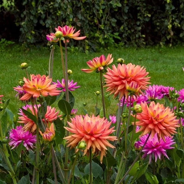 Dahlia 'Karma Sangria' 5 Dahlia 'Karma Sangria' - Image 3