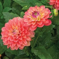 Dahlia 'Melody Allegro' -Garden Bloomy Shop x600 21115