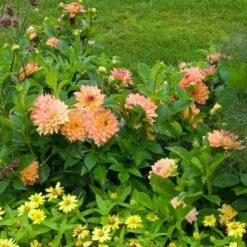 Dahlia 'Melody Dora' -Garden Bloomy Shop x600 21118