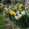 The Works Daffodil Mix, Southern Style -Garden Bloomy Shop x600 21133 1