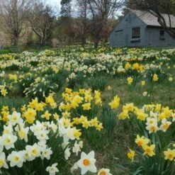 The Works Daffodil Mix -Garden Bloomy Shop x600 21135