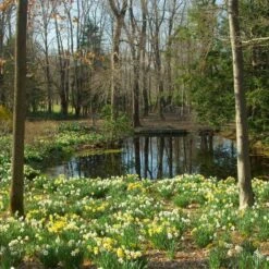 The Works Daffodil Mix, Southern Style -Garden Bloomy Shop x600 21136 1