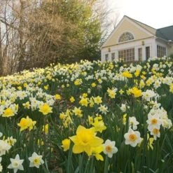 The Works Daffodil Mix -Garden Bloomy Shop x600 21139