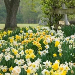 The Works Daffodil Mix -Garden Bloomy Shop x600 21140