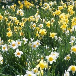 The Works Daffodil Mix -Garden Bloomy Shop x600 21141