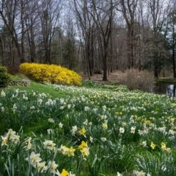 The Works Daffodil Mix, Southern Style -Garden Bloomy Shop x600 21142 1