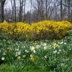The Works Daffodil Mix -Garden Bloomy Shop x600 21143