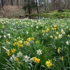 The Works Daffodil Mix, Southern Style -Garden Bloomy Shop x600 21144 1