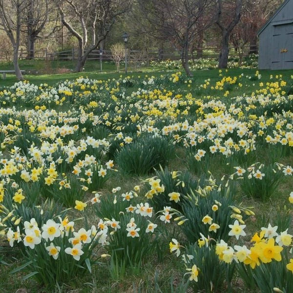 Professional's Naturalizing Daffodil Mix 4 Professional's Naturalizing Daffodil Mix - Image 2