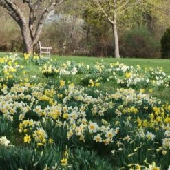 Professional's Naturalizing Daffodil Mix 13 Professional's Naturalizing Daffodil Mix -Garden Bloomy Shop x600 21147