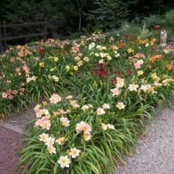 Crescendo Daylily (Hemerocallis) Collection -Garden Bloomy Shop x600 21188
