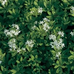Galium Odoratum -Garden Bloomy Shop x600 21194