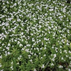 Galium Odoratum -Garden Bloomy Shop x600 21195