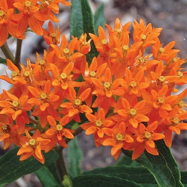 Asclepias Tuberosa 7 Asclepias Tuberosa - Image 5