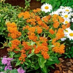 Asclepias Tuberosa 11 Asclepias Tuberosa -Garden Bloomy Shop x600 21199