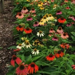 Echinacea 'Cheyenne Spirit' -Garden Bloomy Shop x600 21202
