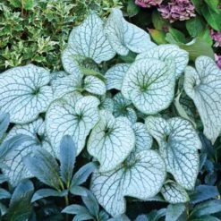 Brunnera Macrophylla 'Alexander's Great' -Garden Bloomy Shop x600 21218