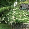Hydrangea Anomala Subsp. Petiolaris -Garden Bloomy Shop x600 21221