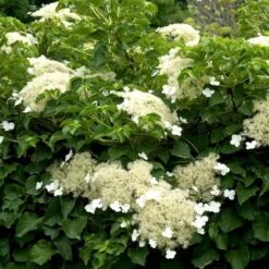 Hydrangea Anomala Subsp. Petiolaris -Garden Bloomy Shop x600 21223