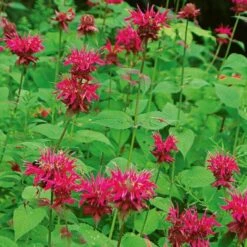 Long-Season Hummingbird Garden -Garden Bloomy Shop x600 21250 1