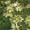 Coreopsis Verticillata 'Moonbeam' -Garden Bloomy Shop x600 21254 1
