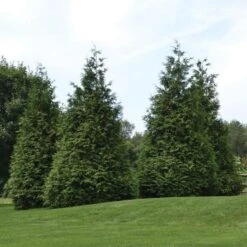 Thuja 'Green Giant' 9 Thuja 'Green Giant' -Garden Bloomy Shop x600 21257