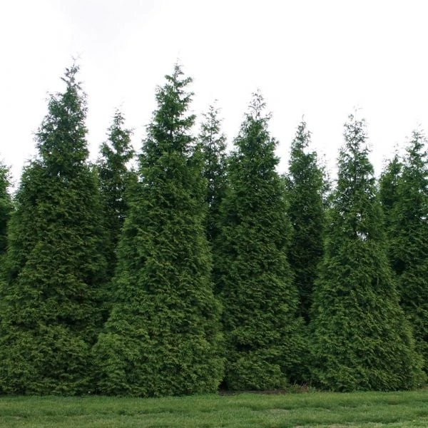 Thuja 'Green Giant' 6 Thuja 'Green Giant' - Image 4