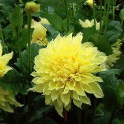 Dinnerplate Dahlia Collection 4 Tubers 10 Dinnerplate Dahlia Collection 4 Tubers -Garden Bloomy Shop x600 21279 1