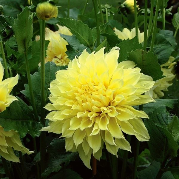 Dahlia 'Kelvin Floodlight' 3 Dahlia 'Kelvin Floodlight'