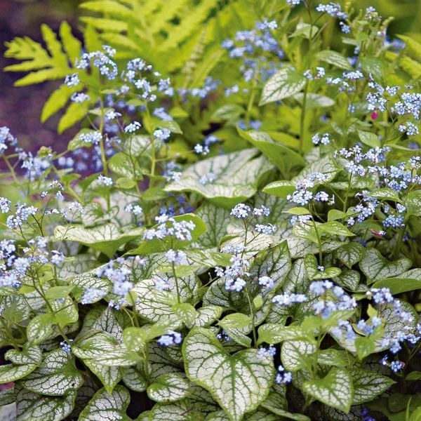 Brunnera Macrophylla 'Jack Frost' 6 Brunnera Macrophylla 'Jack Frost' - Image 4
