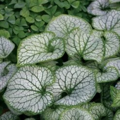 Brunnera Macrophylla 'Jack Frost' 12 Brunnera Macrophylla 'Jack Frost' -Garden Bloomy Shop x600 21309