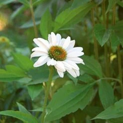 Echinacea Purpurea 'White Swan' -Garden Bloomy Shop x600 21313