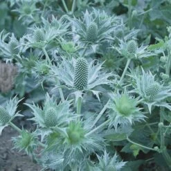 Eryngium Giganteum Miss Willmott's Ghost -Garden Bloomy Shop x600 21314