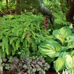 Adiantum Pedatum - Maidenhair Fern -Garden Bloomy Shop x600 21315