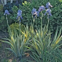 Iris Pallida 'Variegata Aurea' -Garden Bloomy Shop x600 21350