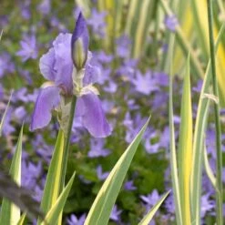 Iris Pallida 'Variegata Aurea' -Garden Bloomy Shop x600 21352