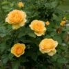 Perfumed Pageant Rose & Perennial Garden 1 Perfumed Pageant Rose & Perennial Garden -Garden Bloomy Shop x600 21355 1