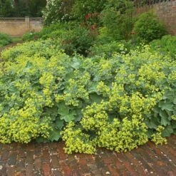 Alchemilla Mollis 11 Alchemilla Mollis -Garden Bloomy Shop x600 21356
