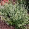 Calamintha Nepeta Subsp. Nepeta -Garden Bloomy Shop x600 21362 1