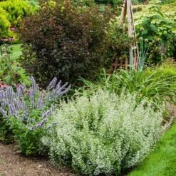 Calamintha Nepeta Subsp. Nepeta 9 Calamintha Nepeta Subsp. Nepeta -Garden Bloomy Shop x600 21364