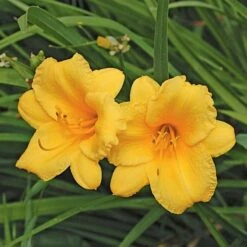 Hemerocallis (Daylily) 'Stella De Oro' - Reblooming -Garden Bloomy Shop x600 21410