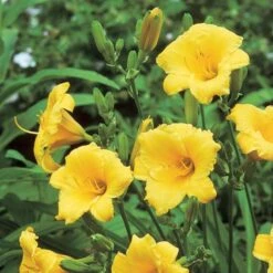 Hemerocallis (Daylily) 'Stella De Oro' - Reblooming -Garden Bloomy Shop x600 21411