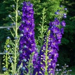 Delphinium Magic Fountains Strain -Garden Bloomy Shop x600 21444